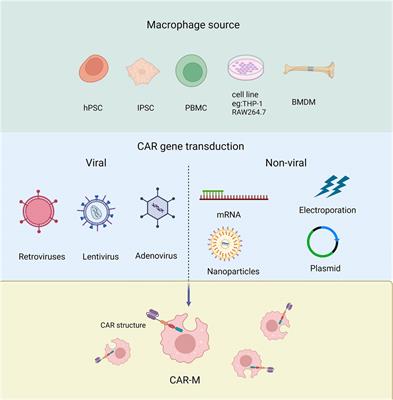 CAR-macrophage: Breaking new ground in cellular immunotherapy